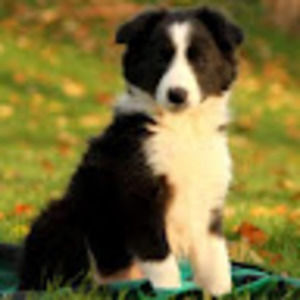 Meet your Posher, Chase